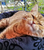 Amy Svg+xml,%3Csvg%20xmlns%3D%22http%3A%2F%2Fwww.w3